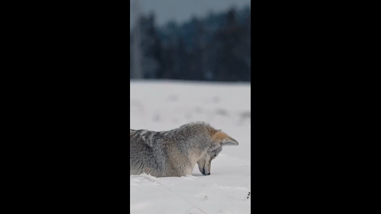 fox