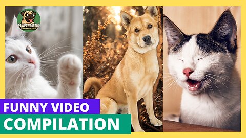 Funny animal video compilation
