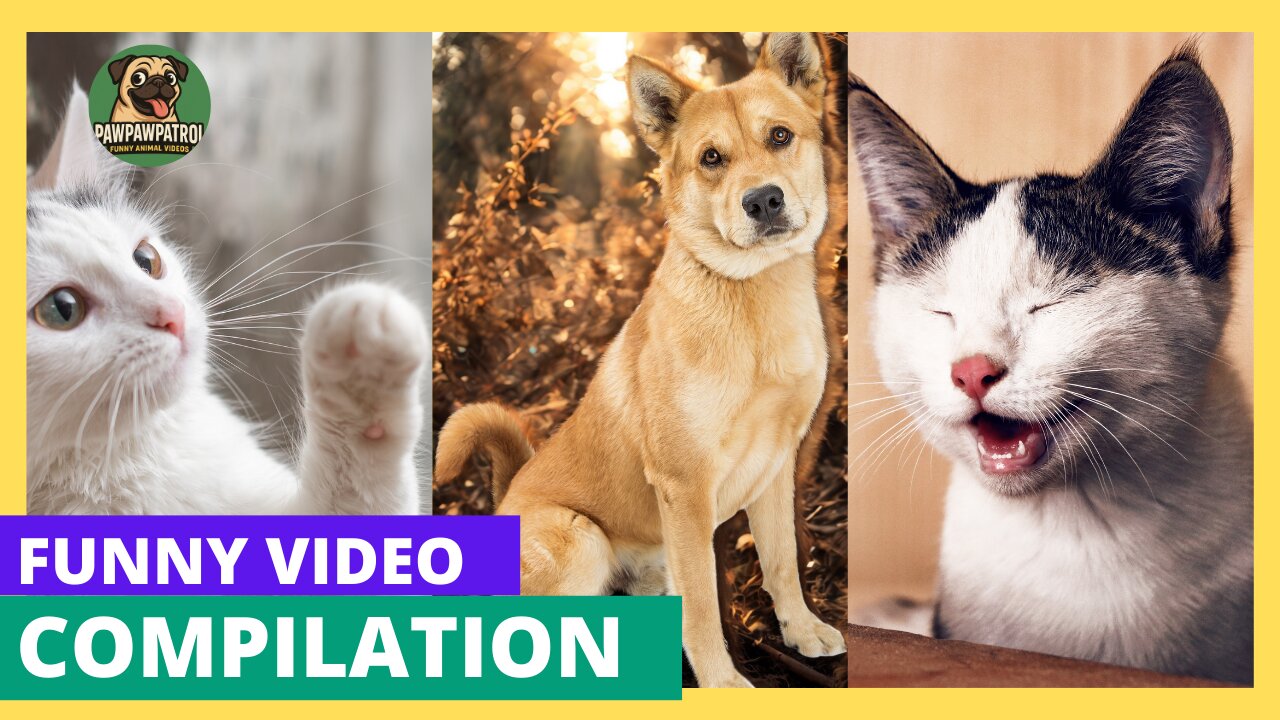 Funny animal video compilation