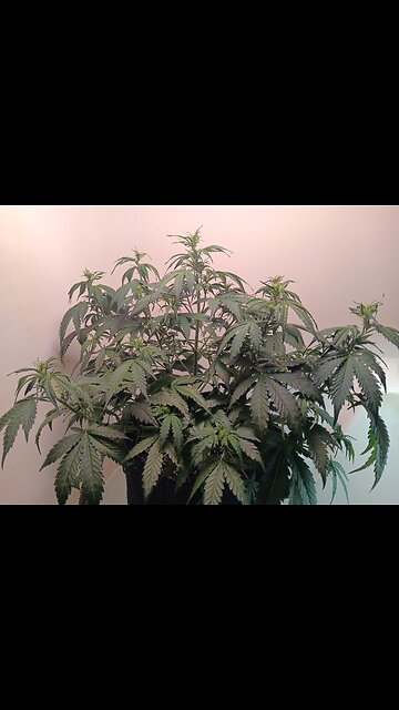 Gorilla Cookies auto week 4 day 3