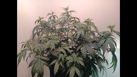 Gorilla Cookies auto week 4 day 3