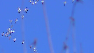 IECV NV #755 - Snow Gooses Flying In The Air 🪿🪿🪿🪿🪿🪿🪿3-5-2019