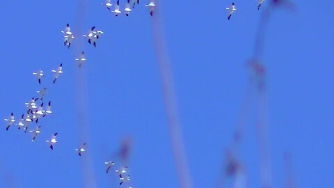 IECV NV #755 - Snow Gooses Flying In The Air 🪿🪿🪿🪿🪿🪿🪿3-5-2019