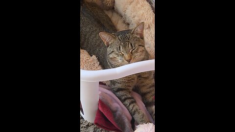 My sleepy Mannu the Cat