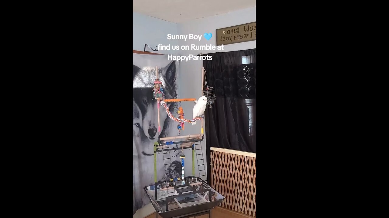 HappyParrots