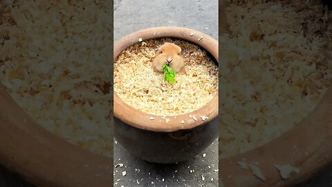 Listen to the sound of the little rabbit eating vegetables Cute pet debut plan Rabbit Pastoral c