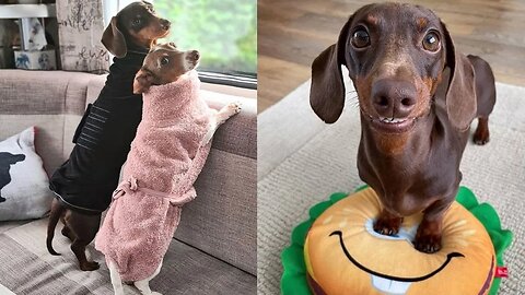 Living with Dachshund, Sausage Dog World Club Hilarious Miniature Puppies Weiner Perros salchicha
