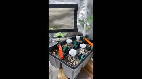 Determining sex of cannabis plants fast!