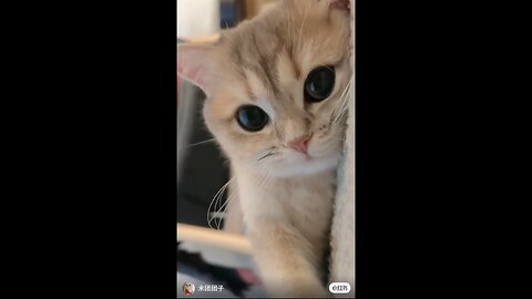 cute cat baby 2