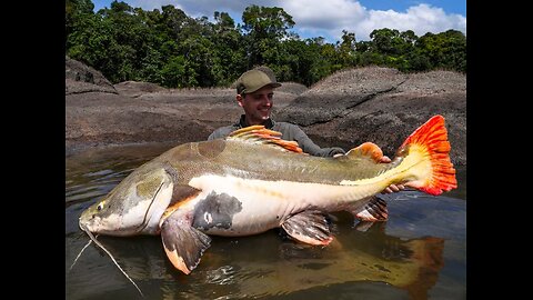 Catching Giant Redtail Catfish in South America