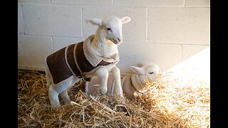 Slayeth Not the Baby Lamb! - Watchmen Radio - 4-5-25