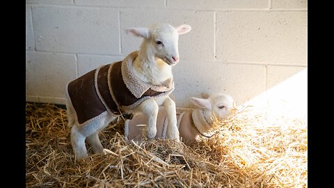 Slayeth Not the Baby Lamb! - Watchmen Radio - 4-5-25