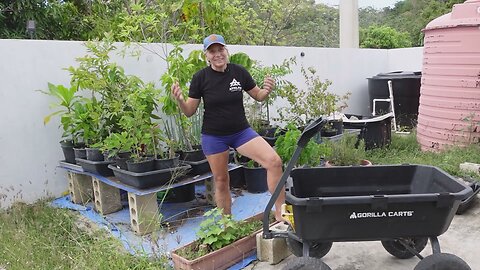 Container Gardening Sweet Potatoes