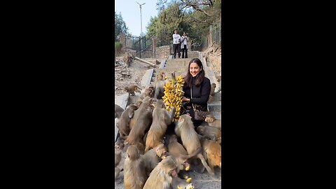 Feeding monkeys on the Indian Street