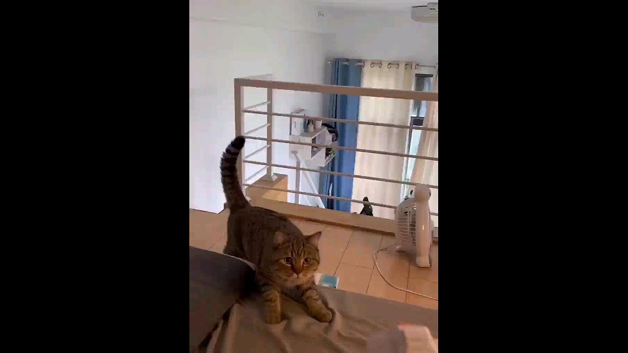 fun cats