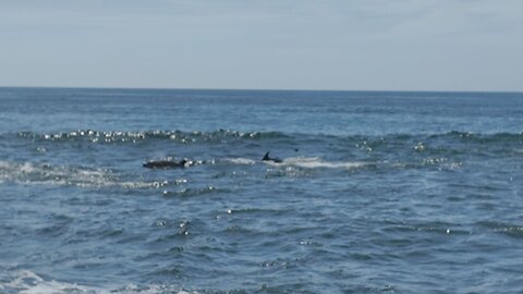 Dolphins Charge around the Reefs In La Jolla #animals #nature #dolphins