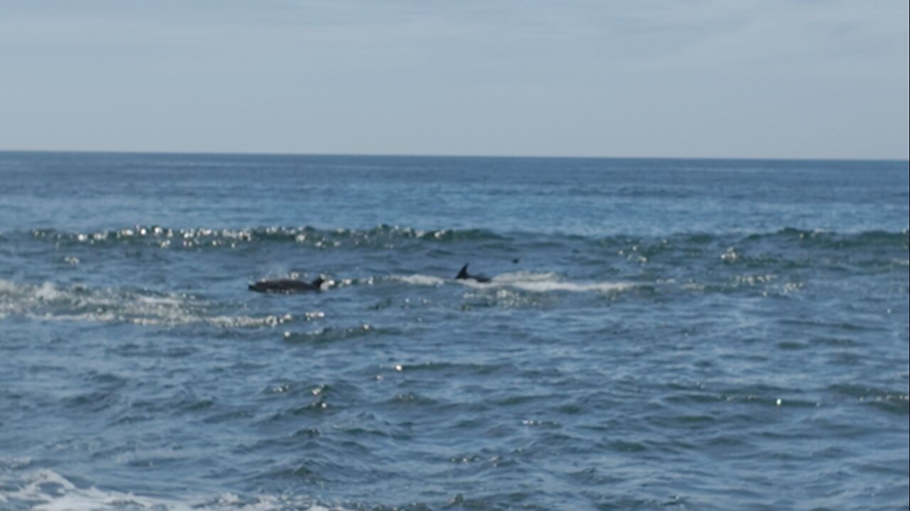 Dolphins Charge around the Reefs In La Jolla #animals #nature #dolphins