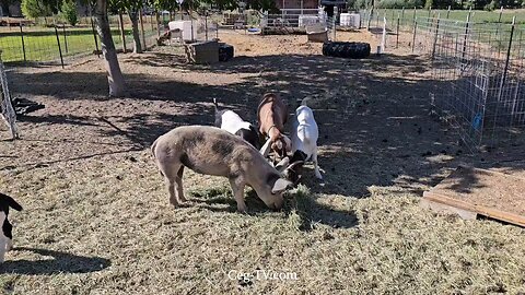 Graham Family Farm NW: 9:00 AM July 24 2025