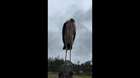Up Close With A Marabou Stork
