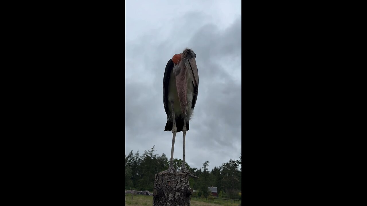 Up Close With A Marabou Stork