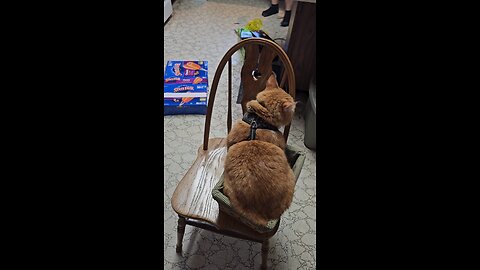Pineapple says if he fits he sits 🤣 🍍