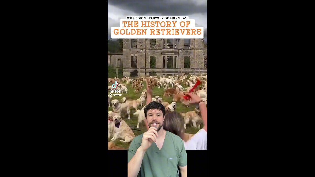 The history of golden retrievers