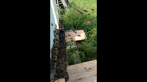 Bee yard is busy