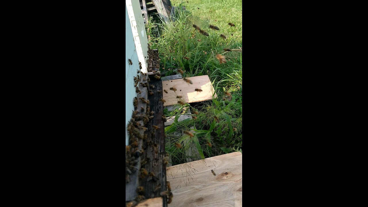 Bee yard is busy