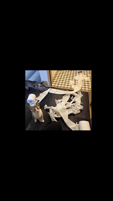 The cat trying to explain why the toilet papers are on the floor. LOL What a Sweetie