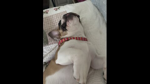 Nemo The Frenchie