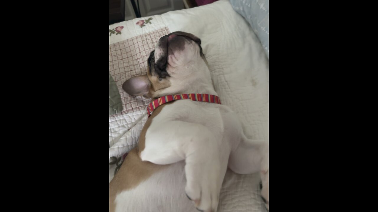 Nemo The Frenchie