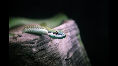 Why you shouldn’t have snakes as pets