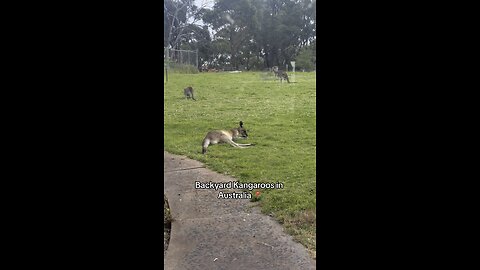 Australian kangaroos