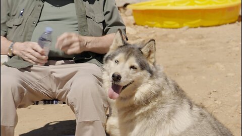 Huskies used to be fairly rare dogs, now they are abandoned everywhere. [Ep 63]