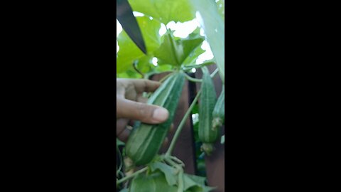 harvesting organic ridge gourd/ঝিঙা/ঝিঙে @faizausa