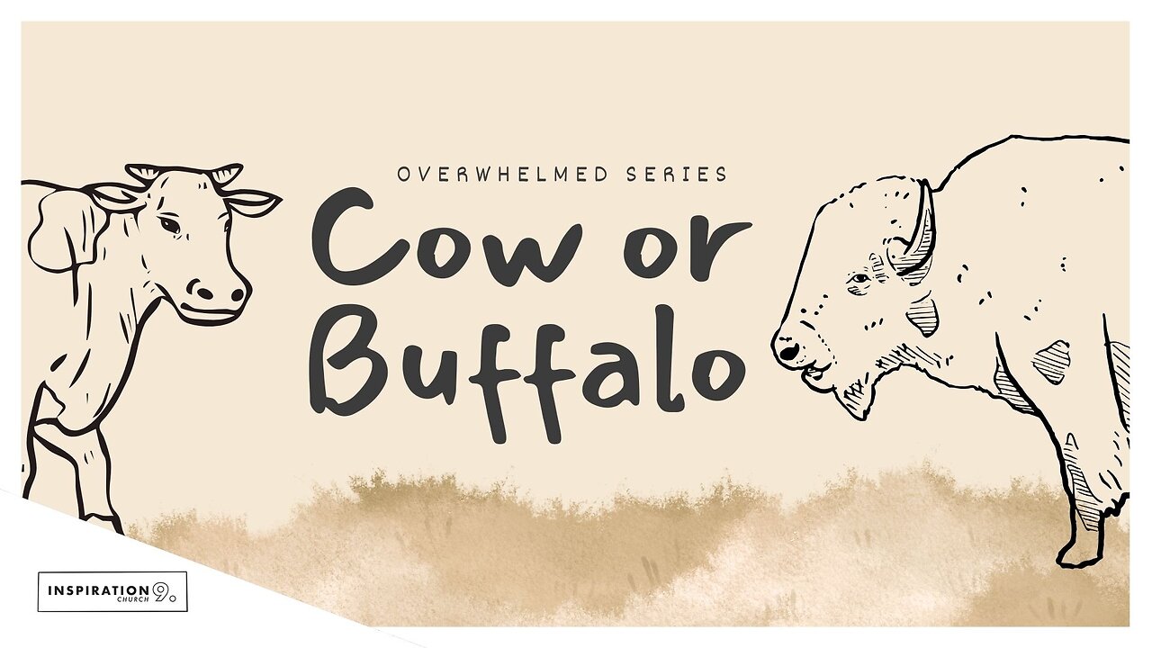Overwhelmed Series: Cow or Buffalo // August 24, 2025