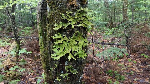 Lichen