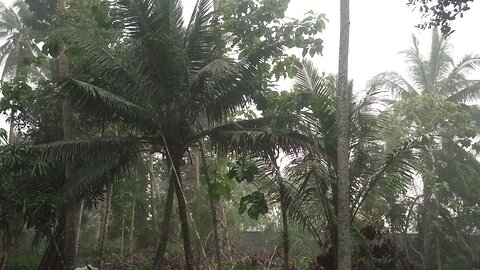 LIVE Village Rain Sounds for Sleep 🌧 ASMR