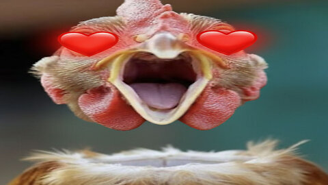 YOURS TRULY COVERING MAGNETIC FIELDS'S A CHICKEN WITH IT'S HEAD CUT OFF KARAOKE