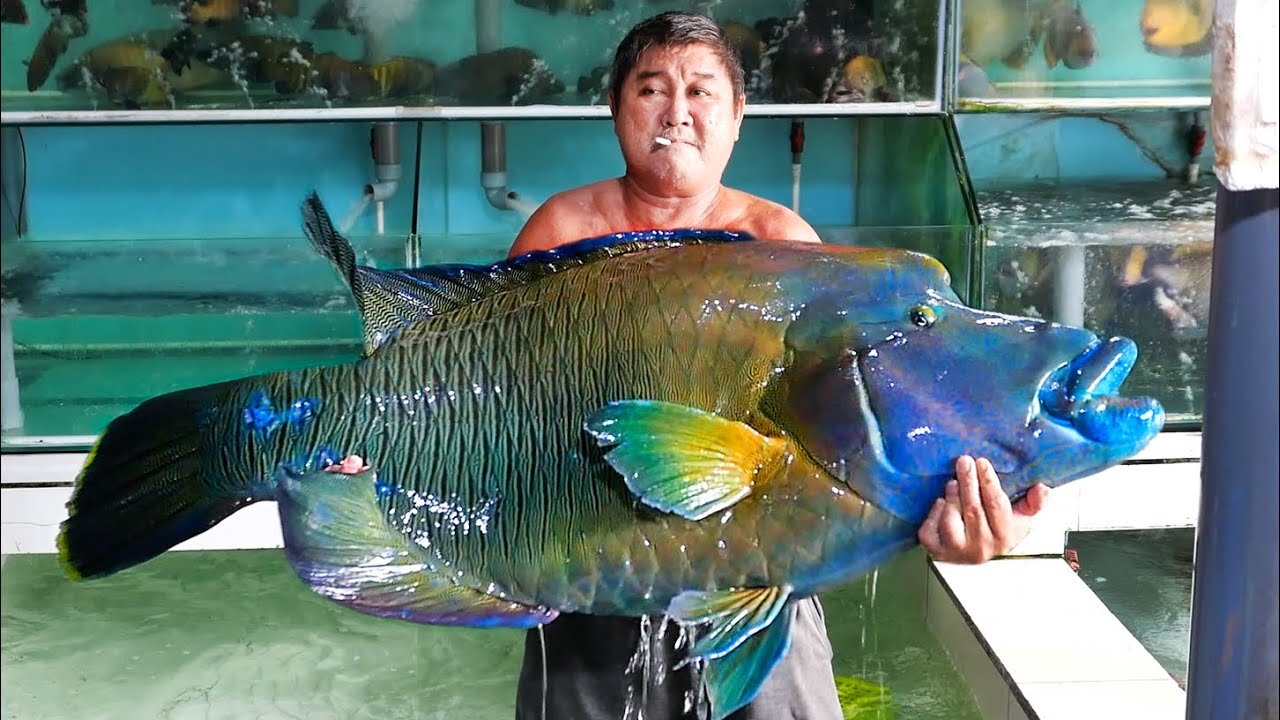 GIANT NAPOLEON FISH Vietnamese Food Hang Duong Quan