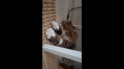 he is my little cute cousin, Archie. I love him so much. I hope he love me too 🤭😻😽