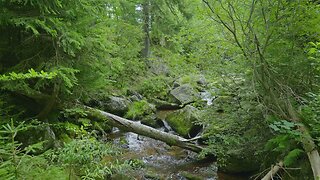 Peaceful Sound of Water in a Green Forest | Calming Nature Sounds for Studying and Focus