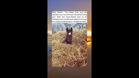 Adorable Foal Found Hiding
