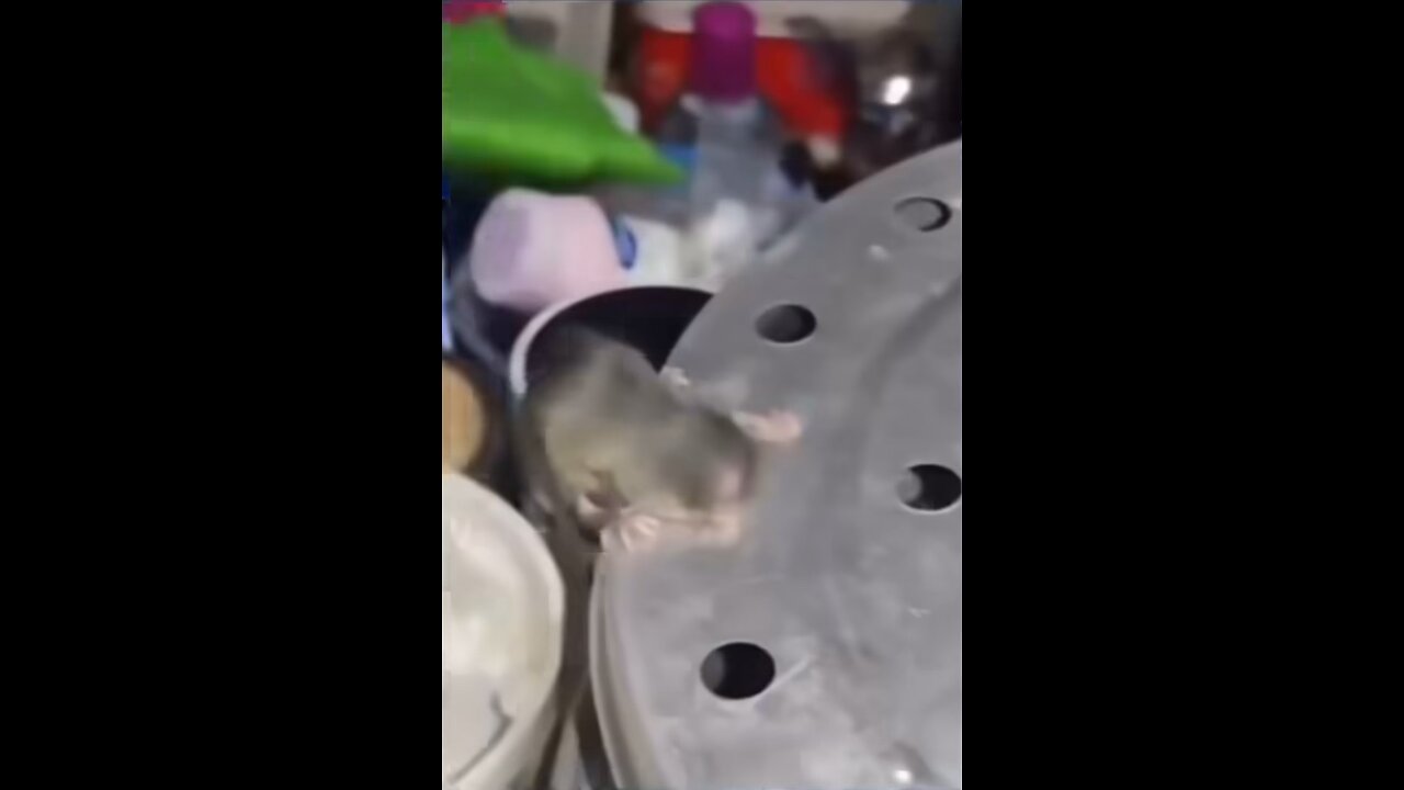 Funny rat 😂🤌 OMG 😂