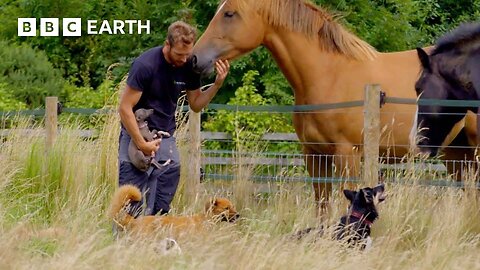 These Dogs Have Their Own 'Country Club' | The Wonderful World of Puppies | BBC Earth 
