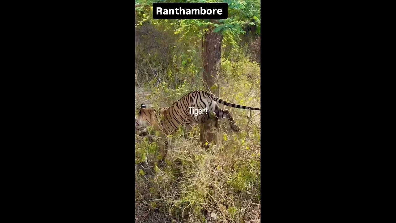 Tiger Safari Ranthambore