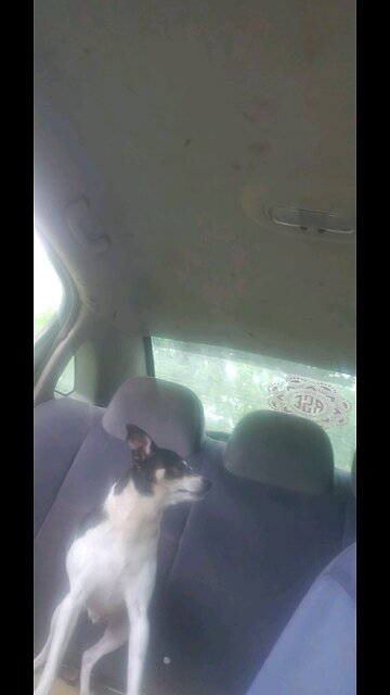 Dog and human sing ruff