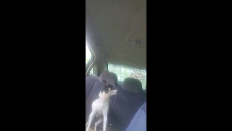 Dog and human sing ruff