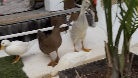 Toddler duckies eating peas
