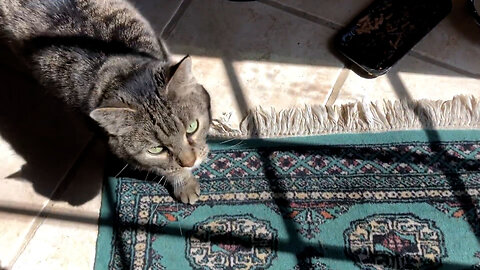 March 20, 2021 - Belle Bells The Cat Enjoys the First Day of Spring